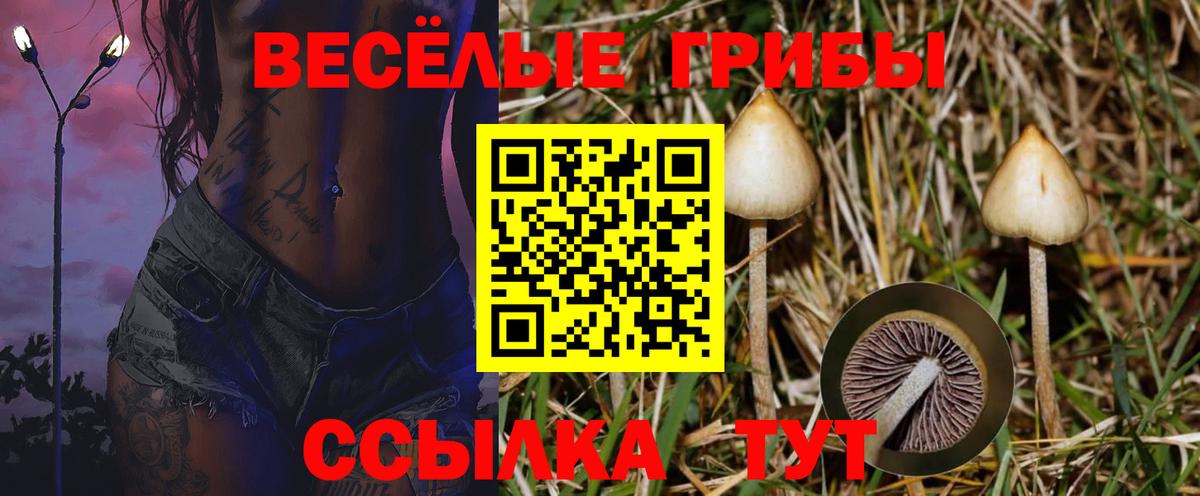 Галлюциногенные грибы Cubensis  Вход с VPN  Лабинск  Псилоцибиновые грибы Psilocybine cubensis 